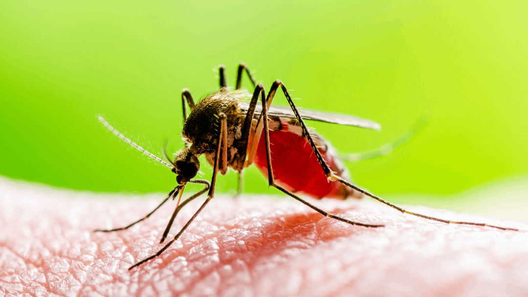 Mosquito borne viruses